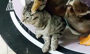 Cat Battles Duck