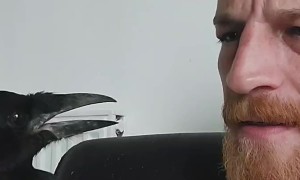 Crow Bites Nose and Gets Scolded