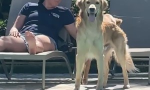 Golden Retriever Makes Funny Face At Word