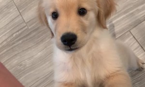 Golden Retriever Puppy Begging for Food Gets Mad