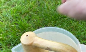 Garden Plant Waterer With Handle