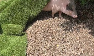 Pig Rests Peacefully Under Artificial Turf
