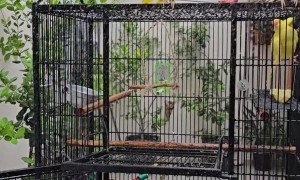 Parakeets Delight In Hose Bath