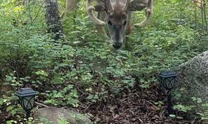 Little Dog Tries to Fend Off Deer