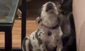 Pet Monkey Lovingly Grooms Puppy