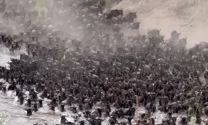 The Great Serengeti Wildebeest Migration