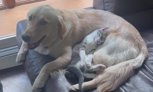 Kitten Resting Peacefully on Patient Golden Retriever’s Belly