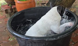 Doggy-Powered Spin Cycle