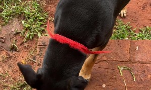 Dog Betrayed By Hidden Medicine In Bread