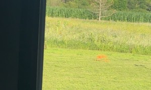 Scratching At The Window