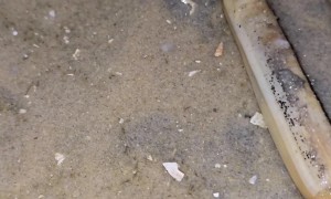 Extracting Razor Clams in Morocco