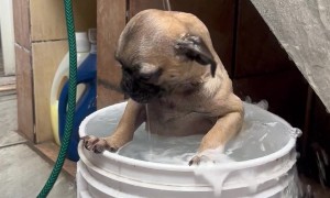 Pug Takes A Hose Bath In A Bucket