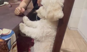 Dog Sits Like a Human While Being Scolded
