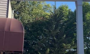 Child Walking On Amusement Ride Tracks Is Rescued