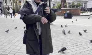 Pigeon Whisperer on London Streets