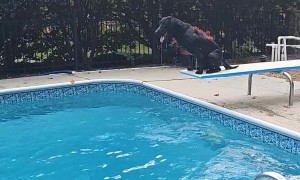 Lab Loves Labor Day Diving