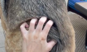 Dakota Is Good at Helping Me Pet Her