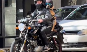 Dog Rides Backseat on Motorcycle