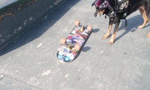 Radical Brazilian Skater Dog