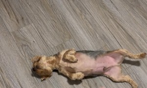 Dramatic Yorkie's Theatrical Bang Trick