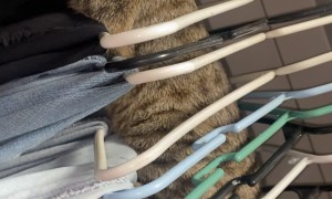Silly Cat Climbs Through Closet Hangers