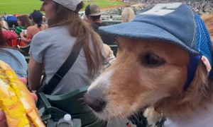 Golden Chomps Down Hot Dog At Baseball Game