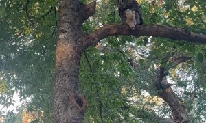 Owl Steals Lamb Chop Stuffie From Dogs
