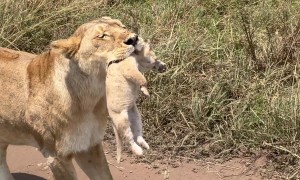 Rare Sighting of Lioness Changing the Cubs Den