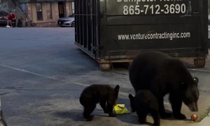 Black Bear Family Greets Gatlinburg Tourists