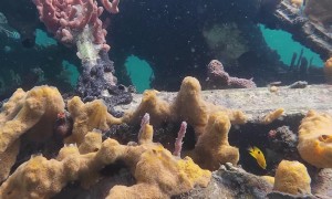 Sunken Air Panama Airplane