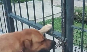 Dog Opens a Gate on His Own
