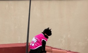 Kitty Protector of the City