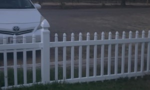 Ducks Don't Approve Of Mallard Friend's Flying