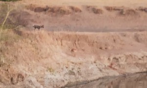Impala Narrowly Escapes Wild Dogs