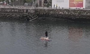 Paddle Boarding with Dogs in Pontevedra