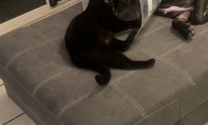 Cat Comforts Dog After Surgery