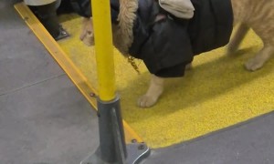 Fashionable Cat Struts Through Public Transport
