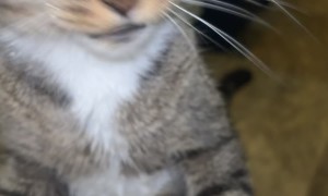 Lifeguard Kitty Trying to Rescue Owner from Washcloth
