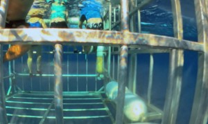 Small Shark Enters Diver Cage