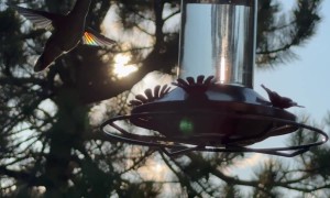 Iridescent Light Dances on Hummingbird Wings