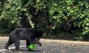 Black Bear Cub on Safety Patrol