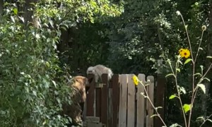 Mr. Meowgi Meets a Bear