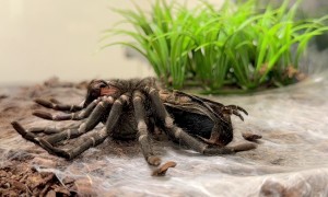 Brazilian Black Tarantula Molting