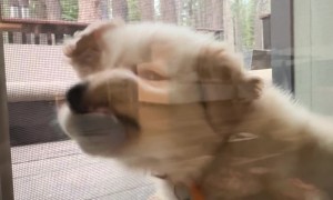 Puppy Loves To Squish Herself In Door Gap