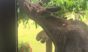 Young Moose Help Trim Tree