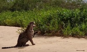 Mighty Jaguar Meets Its Match in Tiny Bug