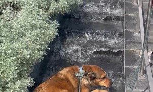 Dog Lays Down in VMFA Waterfall Fountain