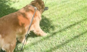 Dog Turns Log Into Squirrel Camouflage