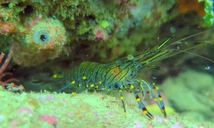 Translucent Colorful Shrimp