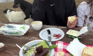 Humping Dogs Ruin Breakfast